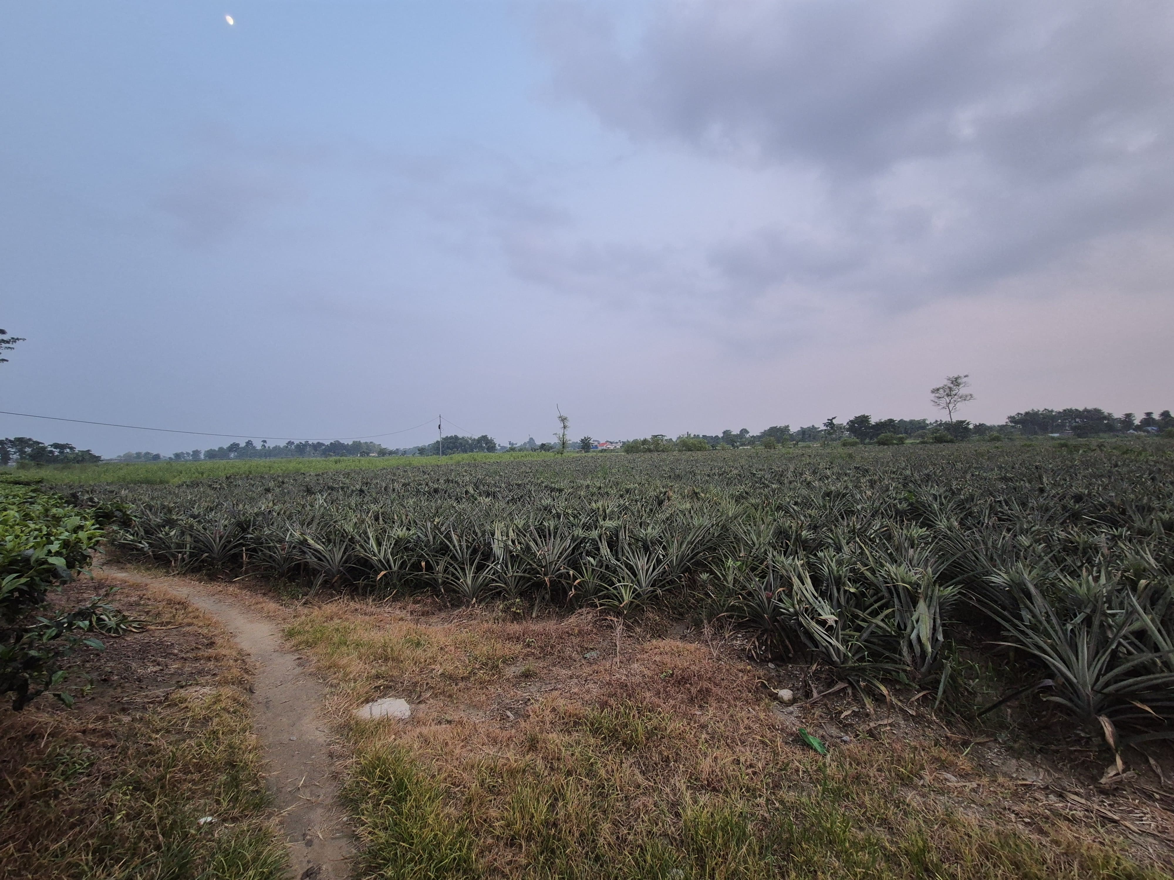 Farm 3