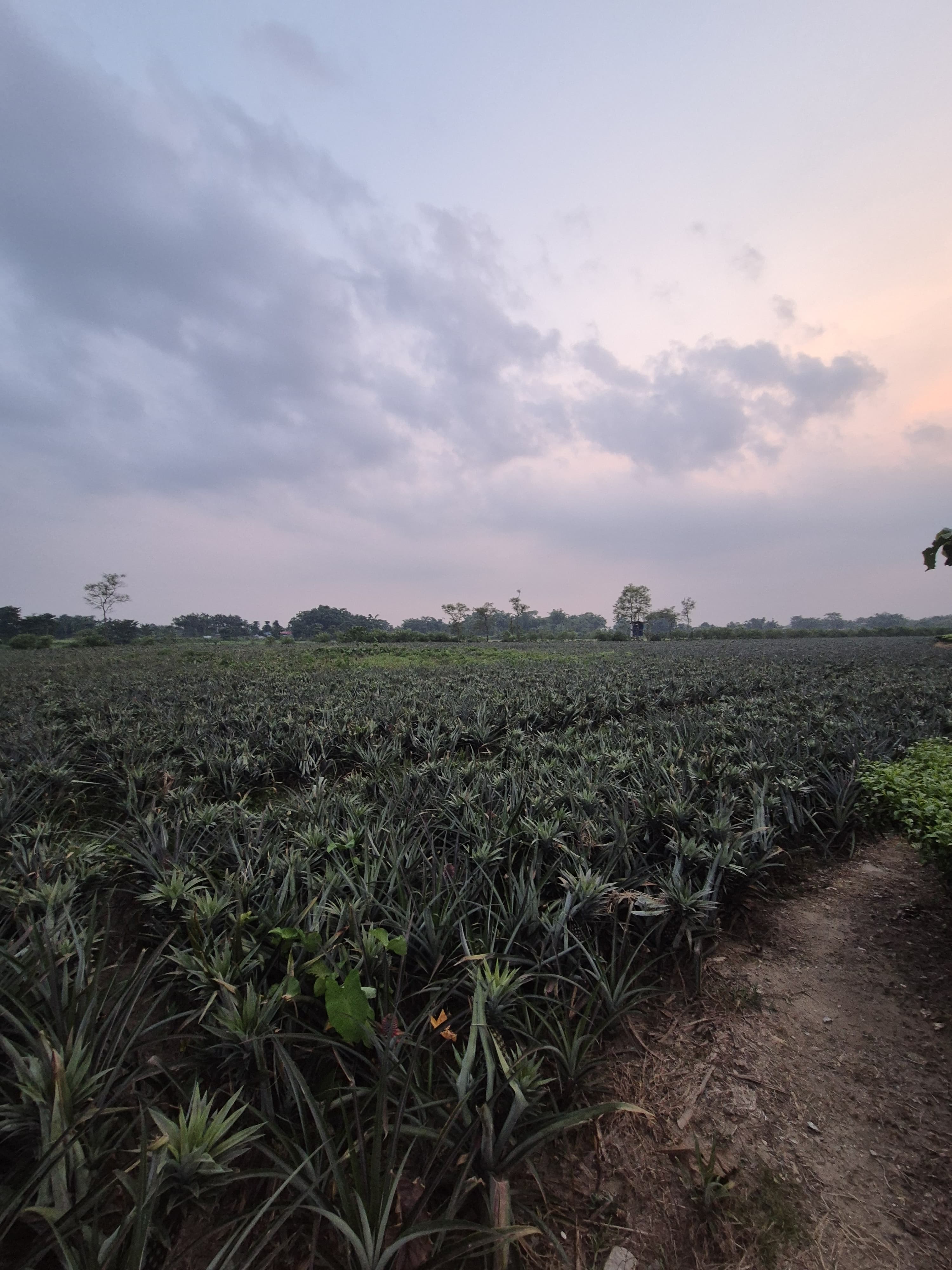 Farm 4