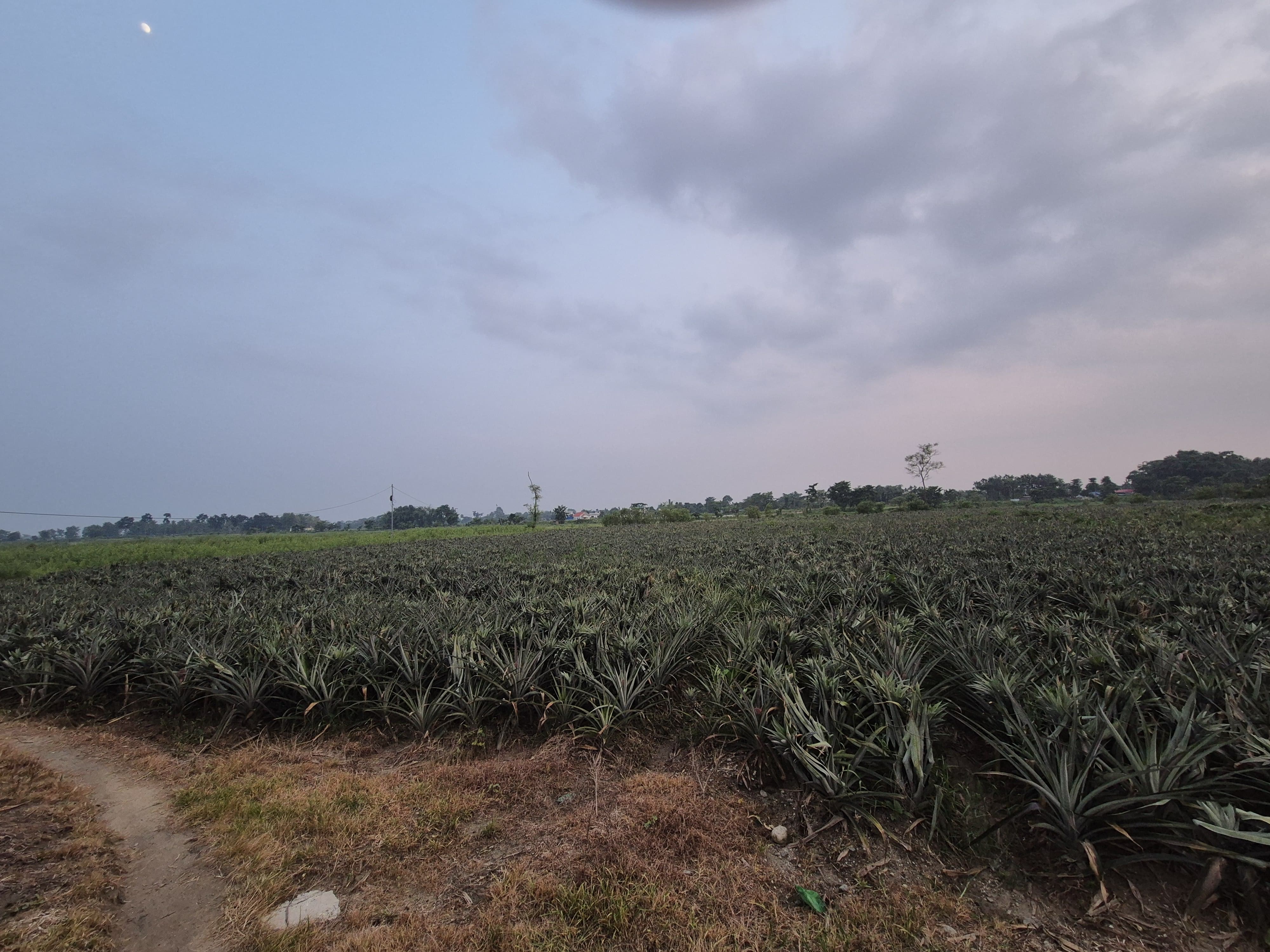 Farm 7
