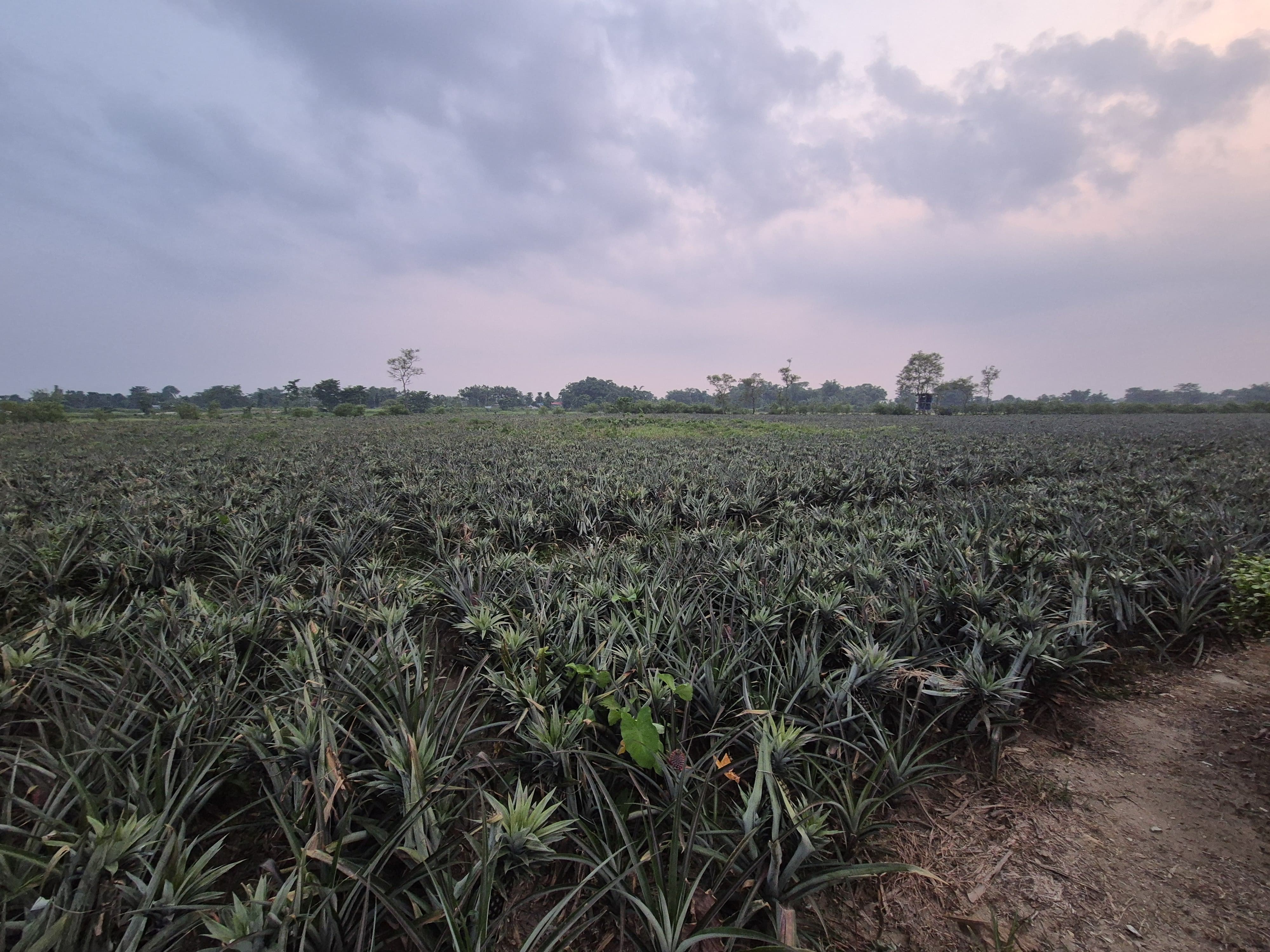 Our Farm in Jhapa