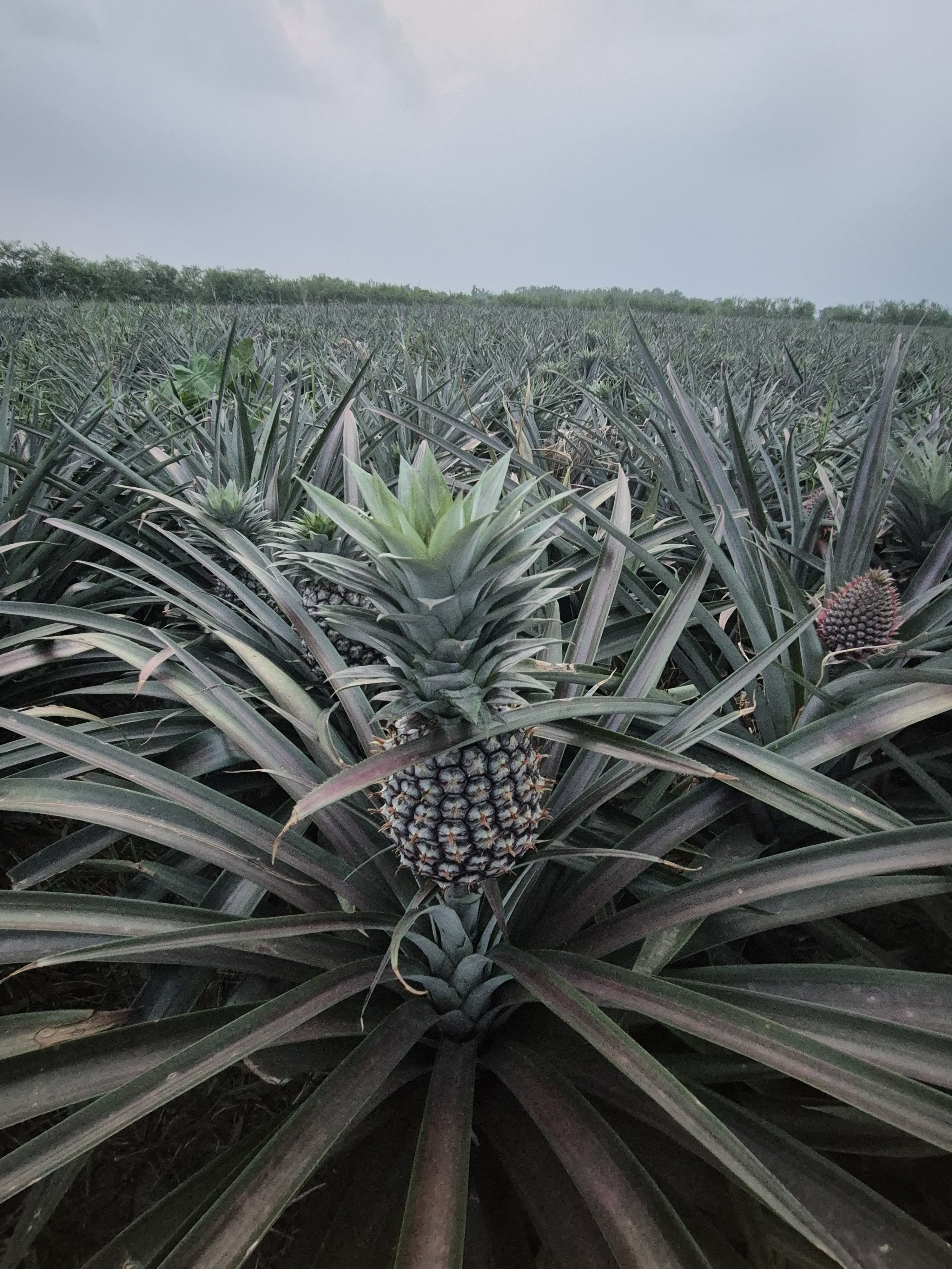 Bulk crate of pineapples