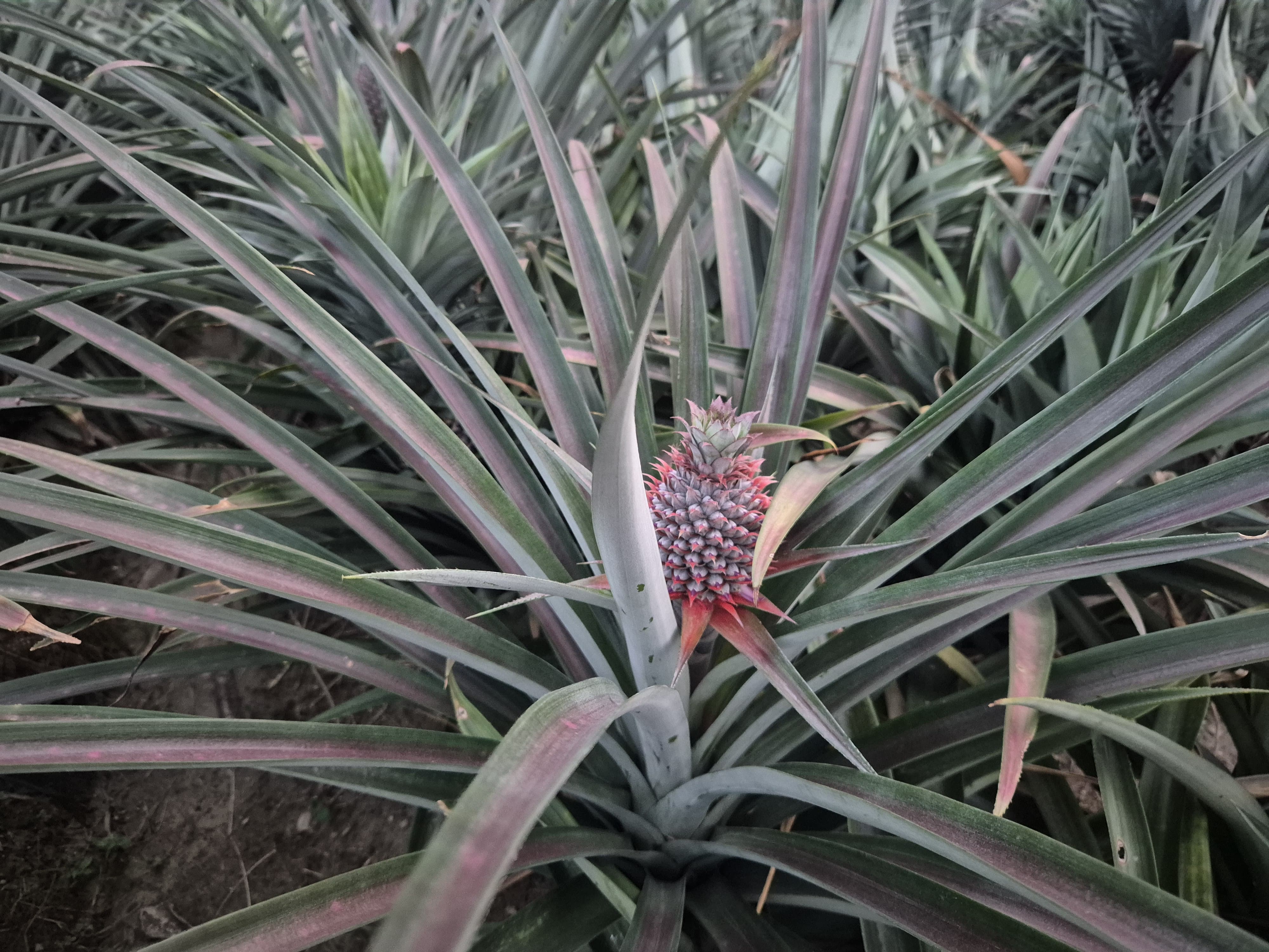 Fresh whole pineapple